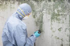 Best Mold Odor Removal Services  in Takoma Park, MD